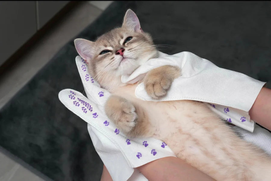 10 Ways to Keep Your Cat Happy and Healthy