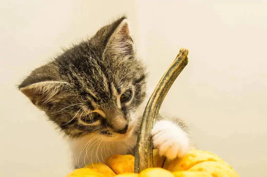 How to Say Happy Thanksgiving to Your Cat