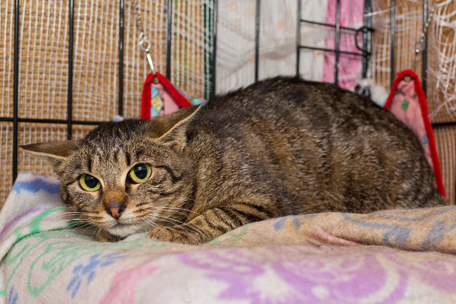 The Impact of Stress on Cat Health