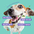 Dog Dental Cleaning Finger Wipes Spearmint Scent 50 Pcs