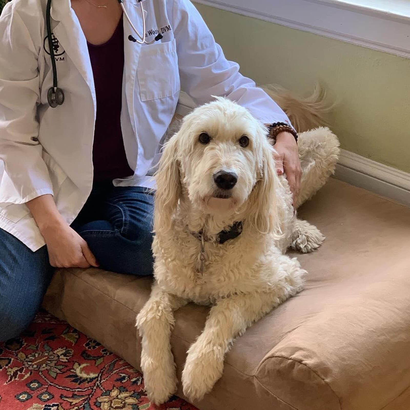 Donation & Help with HICCPet