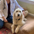 Donation & Help with HICCPet