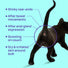 Flushable Cat Anal Gland Wipes - Set of 4
