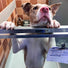 Donation & Help with HICCPet